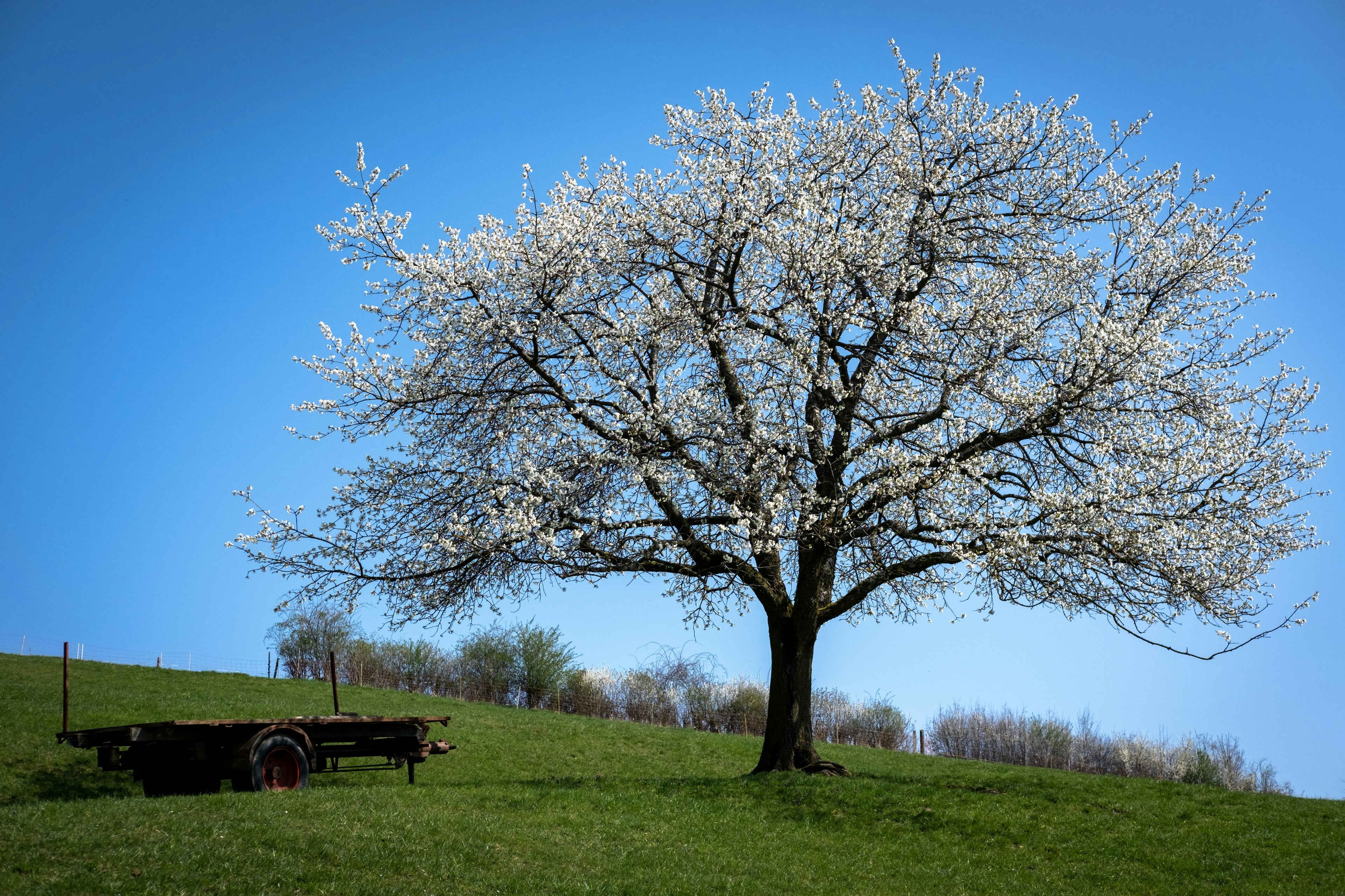 Kirsche